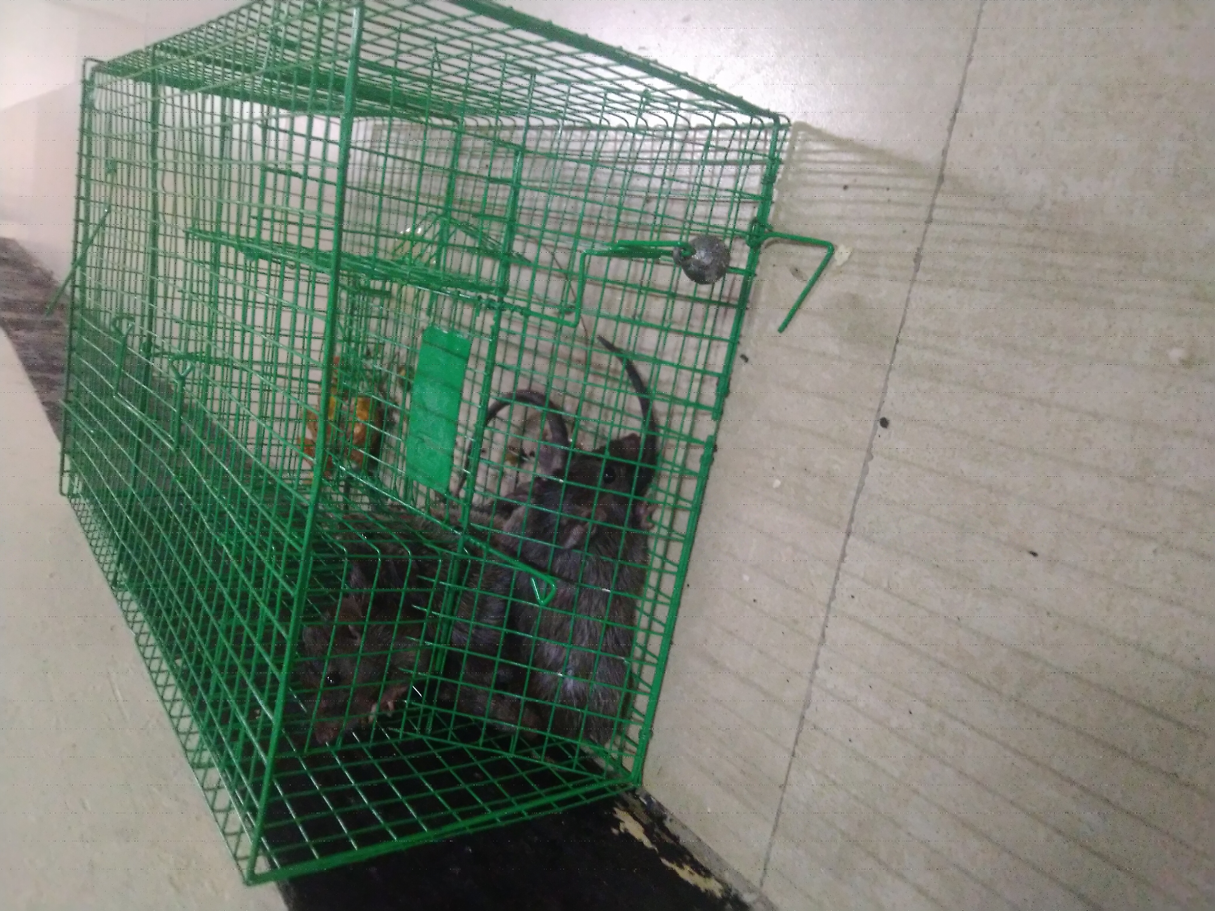 Life Trap Tikus
